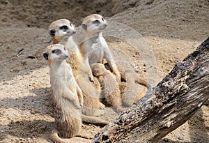 Meerkat Family Nursing Babies