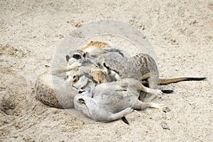 Meerkat Family Playing