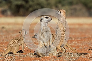 Meerkat family on red sand, Kalahari desert, Namibia