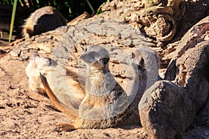 Meerkat family relaxing in the sand