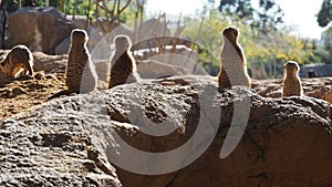 Meerkat family sitting upright on  The ground enjoying The warmth of The sun, meerkats sunbathing