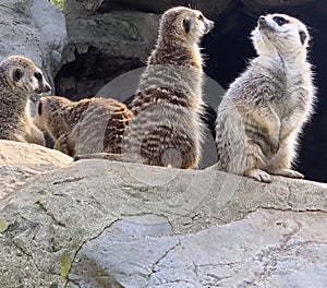 Meerkat Family Standing and Sunbathing