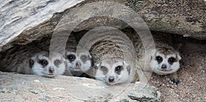 Meerkat Family are sunbathing