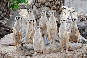 Meerkat Family are sunbathing