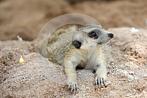 Meerkat Family are sunbathing