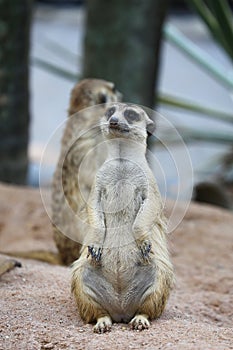 Meerkat Family are sunbathing