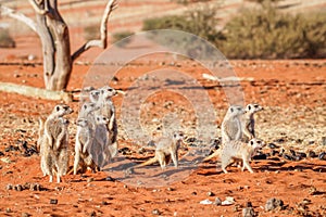 Meerkat family Suricata suricatta, Kalahari desert, Namibia.