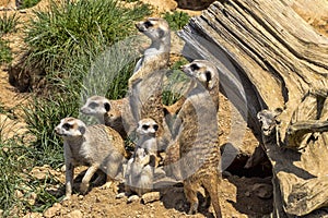 Meerkat family, Suricata suricatta, looking for food with its young