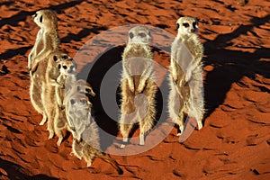 Meerkat family suricata suricatta in the Namibian Desert.