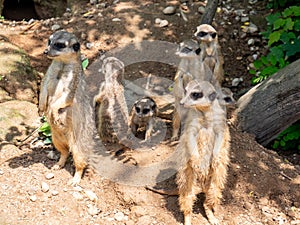 Meerkat family at the zoo