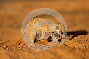 A meerkat foraging actively in natural habitat, Kalahari desert, South Africa
