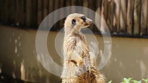 Meerkat fording