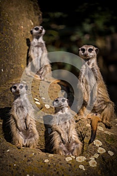 Meerkat gang in zoo park