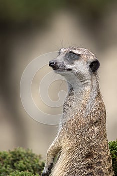 Meerkat on a green bush, a portrait