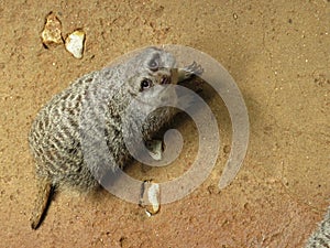 A meerkat on the ground looks up to the camera in curiosity and desire