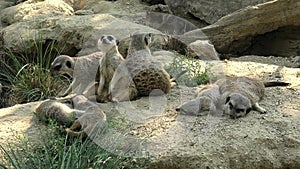 Meerkat group on sand background