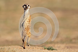 Meerkat on guard photo