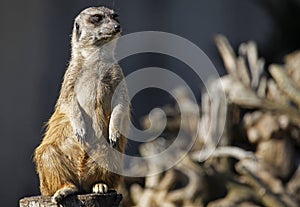 Meerkat guard