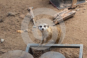 Meerkat on guard duty