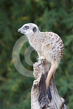 Meerkat on guard duty