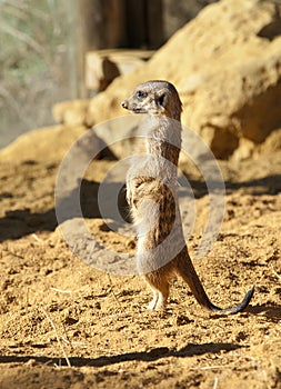 Meerkat on Guard duty
