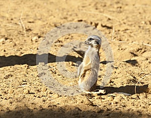 Meerkat on Guard duty