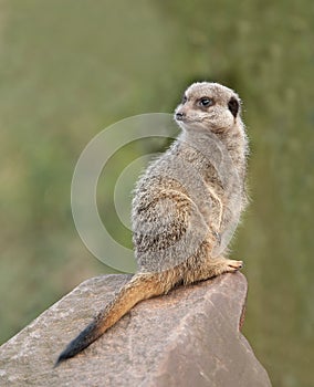 Meerkat on Guard duty