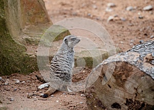 Meerkat on guard duty on ground in day in zoo