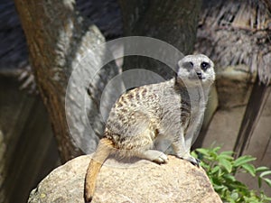 The Meerkat on guard duty photo