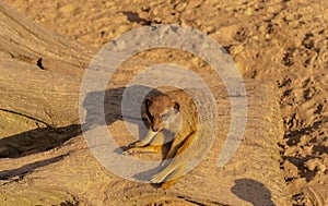 Meerkat - a guard from the herd sitting on guard on a stump.