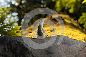 Meerkat keeps watch photo