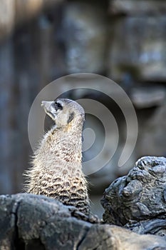 A meerkat guard observing the surroundings in order to protect the little meerkat village in a zoo at a sunny day in summer.