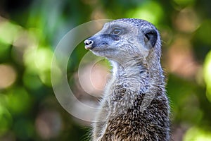 A meerkat guard observing the surroundings in order to protect the little meerkat village in a zoo at a sunny day in summer.