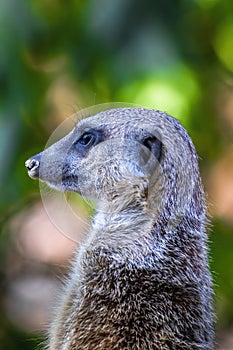 A meerkat guard observing the surroundings in order to protect the little meerkat village in a zoo at a sunny day in summer.