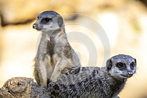 A meerkat guard observing the surroundings in order to protect the little meerkat village in a zoo at a sunny day in summer.