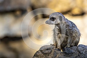 A meerkat guard observing the surroundings in order to protect the little meerkat village in a zoo at a sunny day in summer.