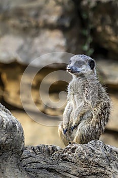 A meerkat guard observing the surroundings in order to protect the little meerkat village in a zoo at a sunny day in summer.