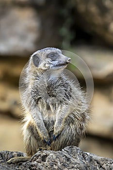 A meerkat guard observing the surroundings in order to protect the little meerkat village in a zoo at a sunny day in summer.