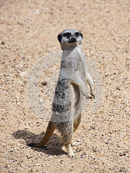 A Meerkat on guard