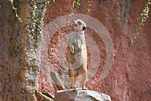 Meerkat is on the guard on the stone