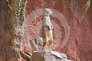 Meerkat is on the guard on the stone