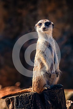 Meerkat guarding