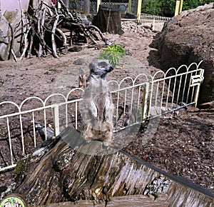 Meerkat guarding his territory