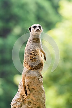 Meerkat guarding home with a clear background