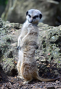 Meerkat with head turned looking at another meerkat