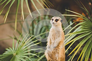 Meerkat on hind legs. Portrait of meerkat standing on hind legs with alert expression. Portrait of a funny meerkat sitting on its