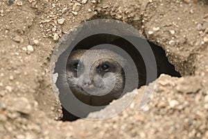 Meerkat in hole photo
