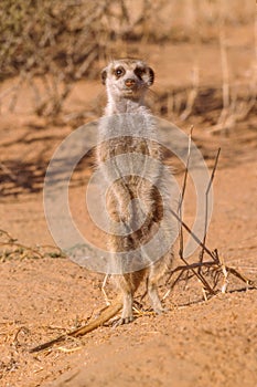 Meerkat inthe Kalahari