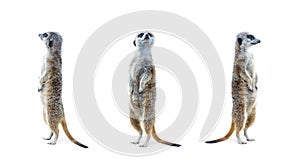 Meerkat Isolated Set