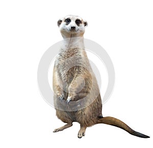 Meerkat isolated on white background